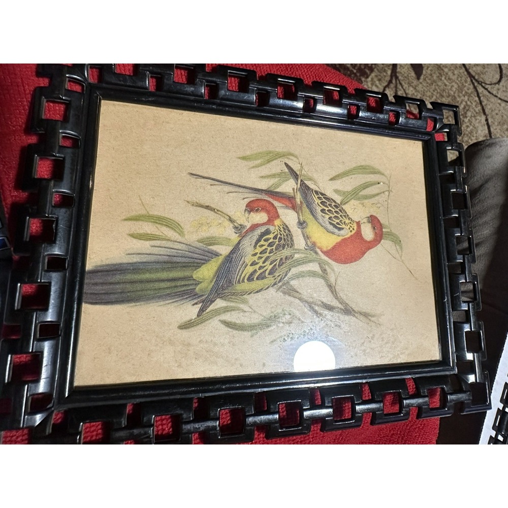 Pair Vintage John Gould cockatoo Bird Prints Mid Century Faux Bamboo Frames 2pcs